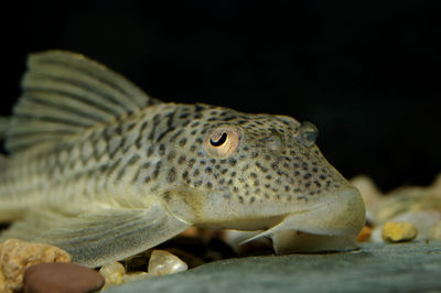 Close-up of turtle in sea