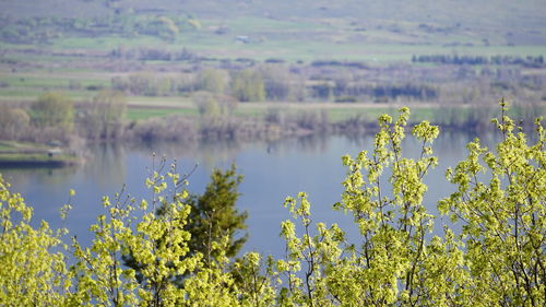 Scenic view of yellow flowering plants on land