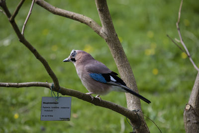 A friendly jay bird 