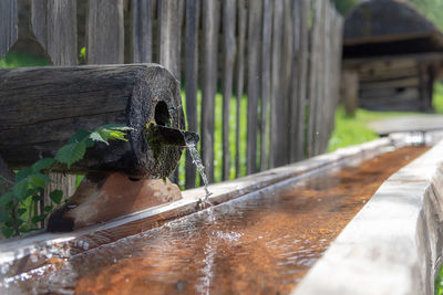 Close-up of lizard on wood