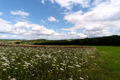 Scenic view of field against sky