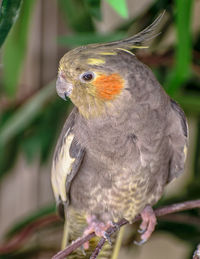 Close-up of parrot perching outdoors