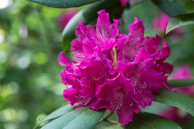Close-up of pink flowers