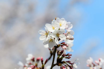 Close-up of white cherry blossoms