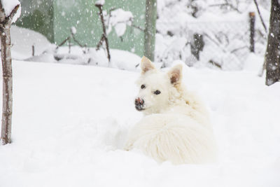 White dog, danish spitz plays in snow, domestic animal