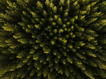 Full frame shot of plants