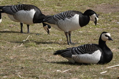 View of two birds on field