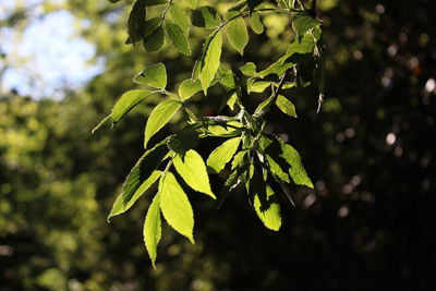 Close-up of fresh green leaves on plant