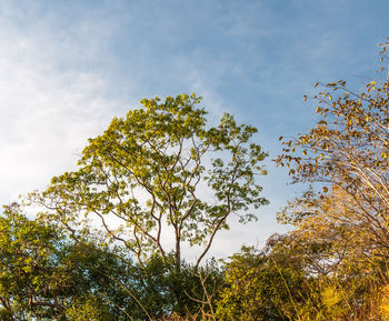 Low angle view of trees against sky