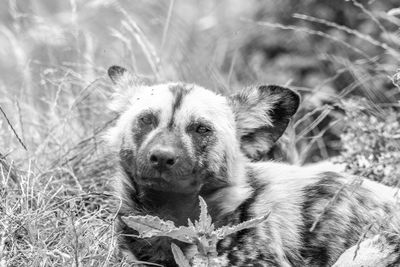 Portrait of dog on field