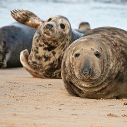 Close-up of sea lion on beach