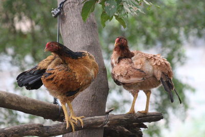 Birds perching on a tree