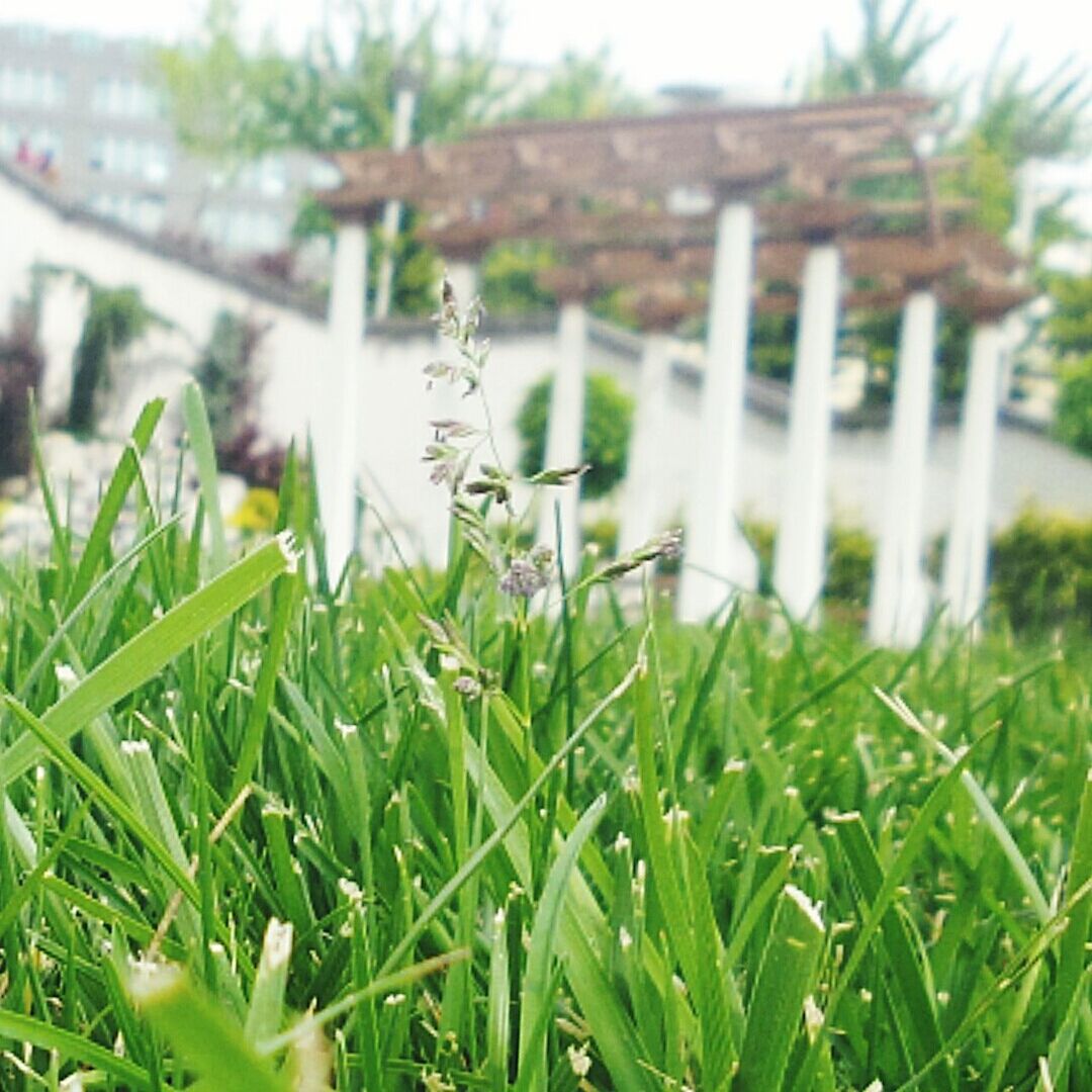 grass, green color, growth, plant, field, water, focus on foreground, nature, grassy, selective focus, close-up, beauty in nature, day, built structure, growing, outdoors, sunlight, tranquility, leaf, freshness