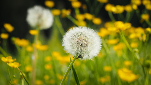 Close-up of dandelion flower growing in field