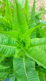 Full frame shot of fresh green plant