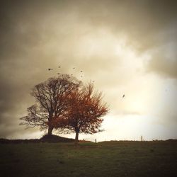Bird flying over field