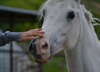 Cropped hand touching horse