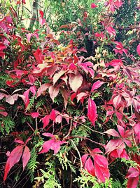 Plant growing on tree