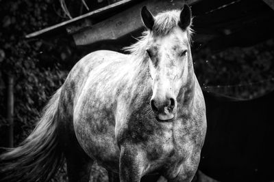 Close-up of horse in ranch