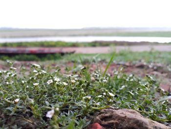 Surface level of grass on field against clear sky