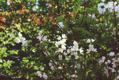 Close-up of white flowers blooming on tree