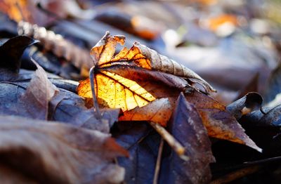 Close-up of insect on leaf