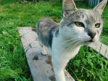 Close-up of a cat on field