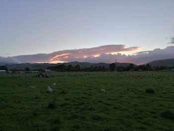 Flock of sheep grazing on field against sky during sunset