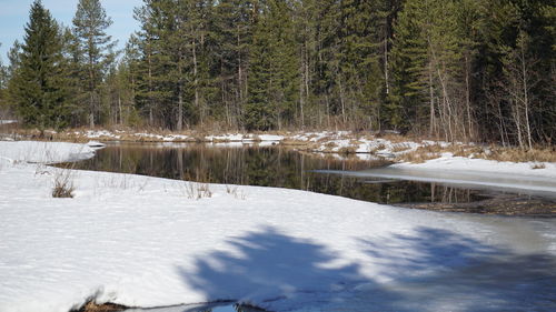 Scenic view of frozen lake in forest