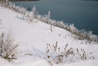 Scenic view of snow covered trees