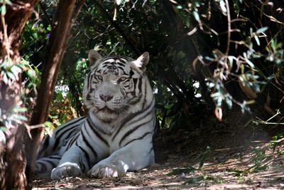 White tiger and trees