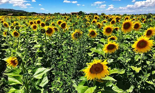 Sunflowers blooming on field against sky