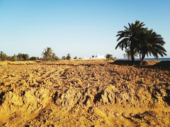 View of palm trees on field against clear sky