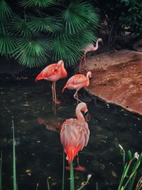 View of a bird drinking water