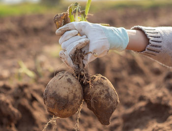 Close-up of hand holding lemon