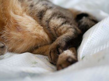 Close-up of cat sleeping on bed