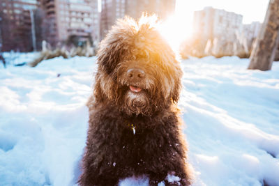 Portrait of dog in snow