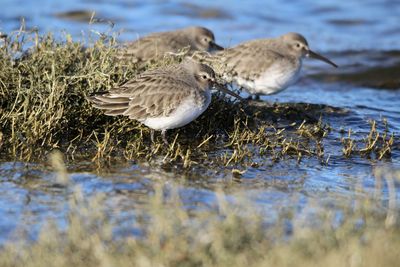 Dunli birds in a lake