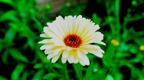Close-up of yellow flower blooming outdoors