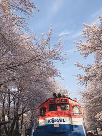 Low angle view of cherry blossom against sky