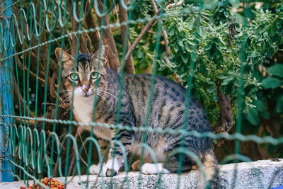 Portrait of cat sitting by plants