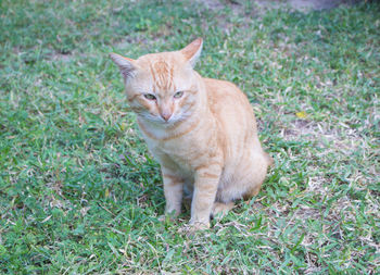 Cat sitting on field