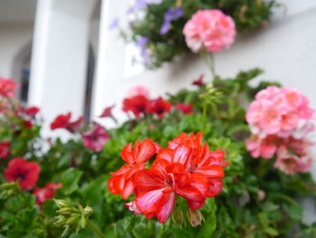 Close-up of flowers blooming outdoors