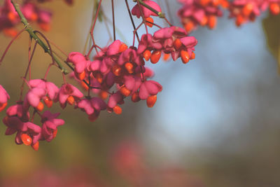 Close-up of flowers growing on tree