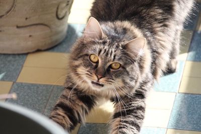 Close-up portrait of cat