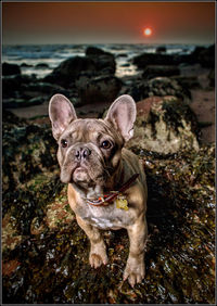 Portrait of dog at park against sky