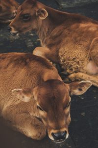 High angle view of two dogs