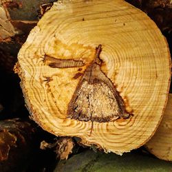 Close-up of butterfly on tree stump