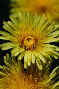 Close-up of yellow flowering plant