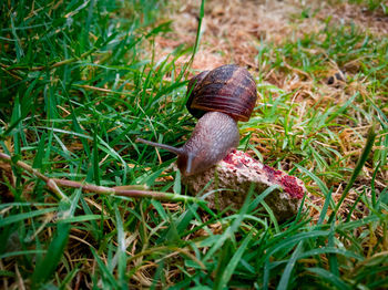 Close-up of snake on field